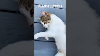 我完全没有想到这一幕😭 #cat #cute #流浪猫咪咪和芒果