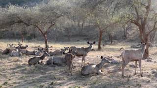 Lone Male Sambar deer with over a dozen female deer's! Interesting Ratio!!