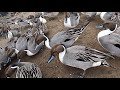 福島市あぶくま親水公園（白鳥飛来地）swan landing site　1月7日