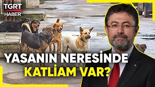 Bakan Yumaklı’dan Sokak Köpekleri Yasasına Karşı Çıkanlara Tepki: Katliam Nerede Yazıyor?