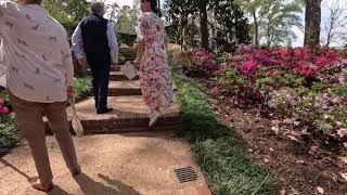 The Bayou Bend Azalea trail March 6 2026 in full bloom
