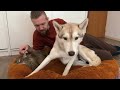 husky s reaction to a kittens occupying dog s bed cute dogs video