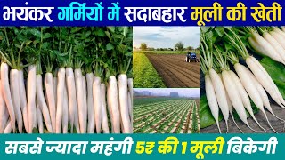 Muli ki kheti kaise karen | मूली की खेती 2024 | garmiyon me mooli/radish kheti, farming