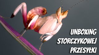 Unboxing modliszek! Modliszki storczykowe od Yovee Zoo