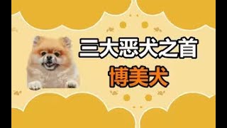 被称为三大恶犬之首的博美，被很多人讨厌的原因到底是什么？