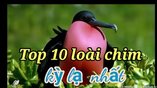 Top 10 loài chim kỳ lạ nhất.