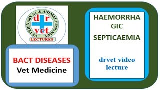 Haemorrhagic Septicaemia video by drvet