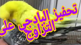 أصوات تحفيز البادجي البيروش على التزاوج فعالة بشكل كبير جدا