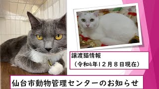 仙台市動物管理センター（アニパル仙台）のお知らせ　譲渡猫情報（令和4年12月8日現在）