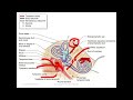 anatomy of the ear nervous system interesting video with amharic speech part 1