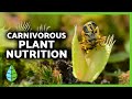 How Carnivorous Plants Eat 🌱🕷️ | Trapping and Digesting Insects