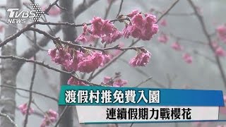 渡假村推免費入園 連續假期力戰櫻花