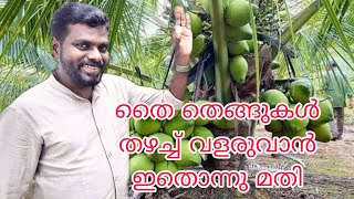 How to kill komban chelli #Komban chelli#chemban chelli#ganga bondam coconut tree malayalam