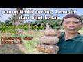 PANEN UMBI PORANG 1 MUSIM DARI BIBIT KATAK || PORANG DATARAN RENDAH