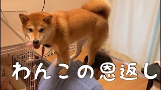 毎日の散歩のお礼に肩もみする柴犬