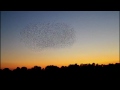 murmuration vs bass.mp4