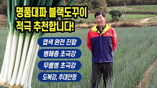 이상기후에 적합한 명품대파 블랙도꾸이!