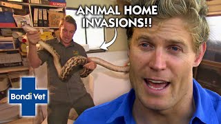 Animal Home Invasions 😳🐍🕷 | Compilation | Bondi Vet