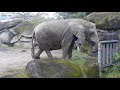 非洲象 美代 千惠 20210321 taipei zoo