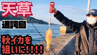 天草　釣り　秋イカを狙いに‼️[アオリイカ][エギング]