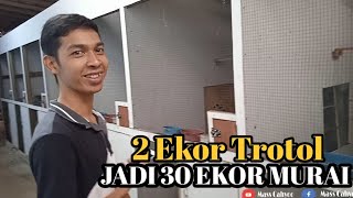 TERNAK MURAIBATU DIMULAI DARI 2 TROTOL