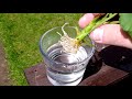 How to Grow Geraniums from Cuttings (Complete Process)