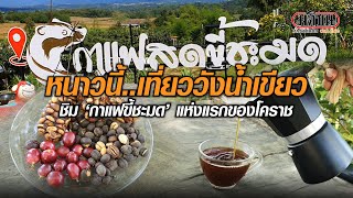 หนาวนี้ เที่ยววังน้ำเขียว ลองชิม “กาแฟขี้ชะมด” แห่งแรกของโคราช : Matichon Online