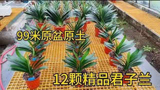 12颗精品君子兰 99米新土新肥原盆原土带货包邮