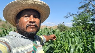 🌽así contribuyó  en esta bonita la milpa 🤠👍