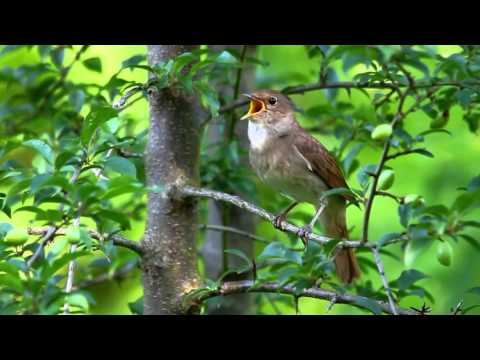 BULBUL SAYRASHI MP3 СКАЧАТЬ БЕСПЛАТНО BULBUL SAYRASHI MP3 СКАЧАТЬ БЕСПЛАТНО