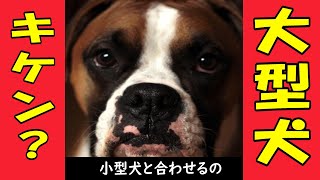 【超危険】大型犬と小型犬を合わせる！！力の違いをお話しします。