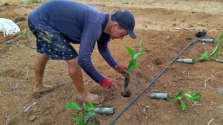 ligeirinho O plantado de café mais rápido dó Brasil.