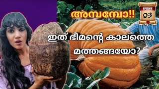 Land of Giant Vegetables | World Environment Day Malayalam | Vegetable gardening in Alaska