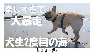 海大好き犬！解き放たれたら大暴走！？フレンチブルドッグのルーク【Luke VLOG #46】