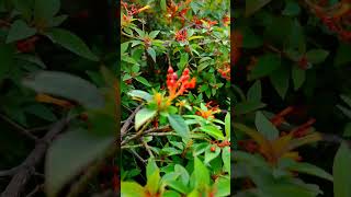 hamelia patens 🌺 🌿/firebush hamelia patens#shorts #ytshorts #flowers