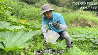 連續下雨天，菜園裡的南瓜自然授粉，慢慢成長中