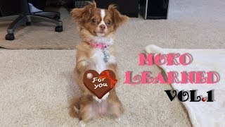 チワワ 犬のしつけ モコが学んだ13の芸 ❤Chihuahua Dog Training MokO Learned13 Tricks