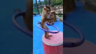 Patli Camriya bole poy poy poy Monkey 🐵🤣😂 funny video #shorts#viral#trending#funny#monkey#shortvideo