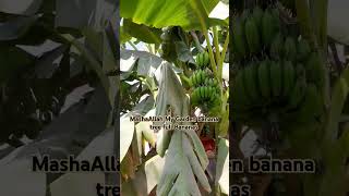 My Banana Garden  Mashallah Mashallah...