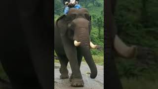 കുങ്കിയാനകൾ തമ്മിൽ ഏറ്റുമുട്ടി #elephants #trending #elephant #thrissurpooram #elephantattack