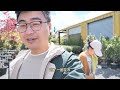 家里樱花开了，去植物店看看要买什么植物（新西兰 harold vlog 809）