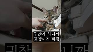 귀찮게 하니까 고양이가 삐짐