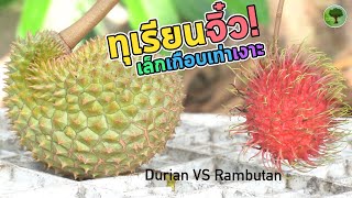 ทุเรียนจิ๋ว เกือบเท่าเงาะแล้วเนี่ย ทุเรียนราคาถูกเพราะตกไซส์ | Small DURIAN fruit vs RAMBUTAN fruit