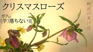 【生け花】クリスマスローズの花弁は落ちない【クリロー】毒があるから気を付けて！蝋梅の優しい香りで癒される✨水揚げ方法は過去動画を参考に😔