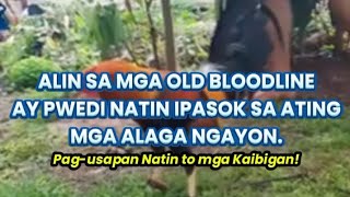 ALIN SA MGA OLD BLOODLINE AY PWEDI NATIN IPASOK SA ATING MGA ALAGA NGAYON #backyardchickens #farming