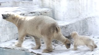 シロクマの赤ちゃん『ホウちゃんの公開日初日ダイジェスト』#1【天王寺動物園】