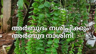 അർബുദ നാശിനി #Arbutha nashini 👍video 57