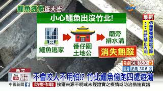 新竹街上有鱷魚!? 130公分寵物鱷失蹤民眾嚇壞│中視新聞 20210817