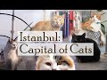 Istanbul: Capital of Cats