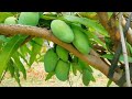 आम🥭 की खेती से एक एकड़ भूमि से किसान ने 10 लाख रूपए पैदा किए 👉 farming mango